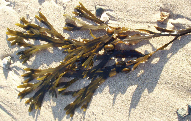 bladderwrack.webp__PID:42444130-a254-4bb4-837a-82bdd720eae9